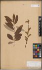 Foto von Salix caprea L. x Salix eleagnos Scop.
